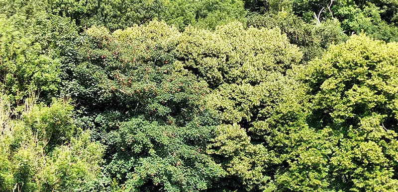 LA FORÊT VERTICALE, RÉCITS RÉCIFS – Exposition personnelle