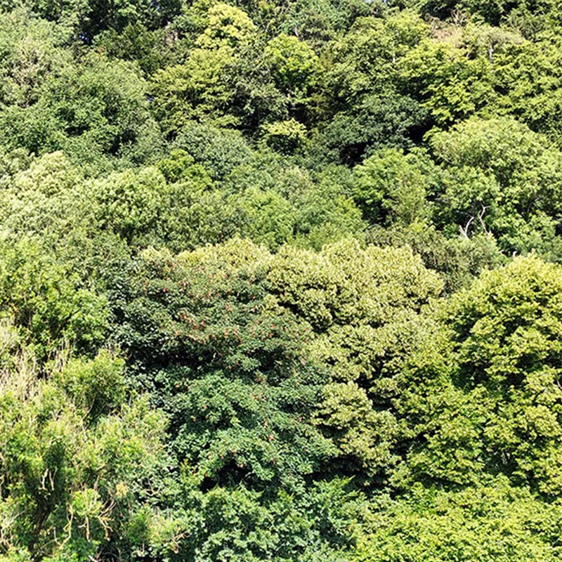 FORÊT VERTICALE, RÉCITS RÉCIFS